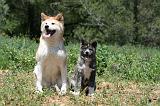AKITA INU 358